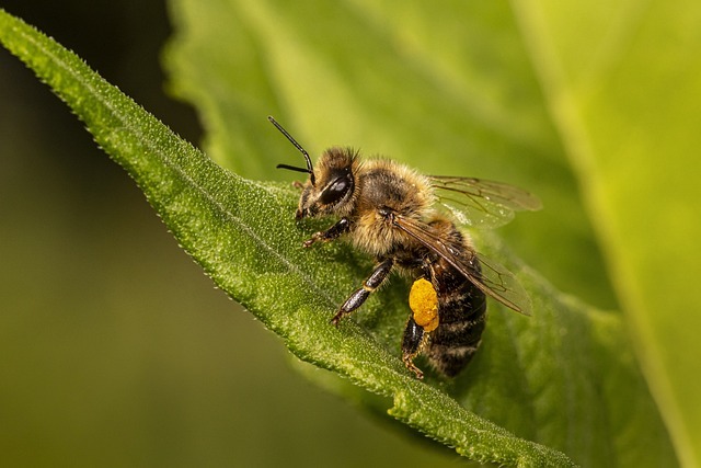 You are currently viewing Lebenszyklus einer Honigbiene