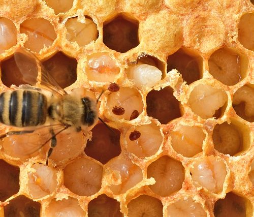 Varroamilbe, Gefahr für unsere Bienen