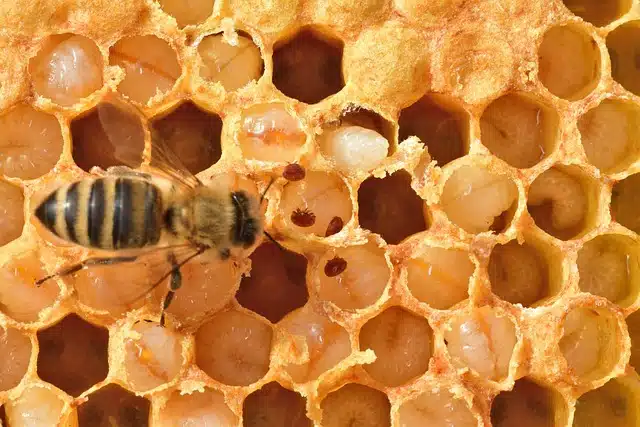 Du betrachtest gerade Varroamilbe, Gefahr für unsere Bienen