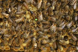 Read more about the article Der Bienenstaat einer Honigbiene