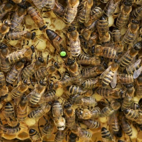 Der Bienenstaat einer Honigbiene