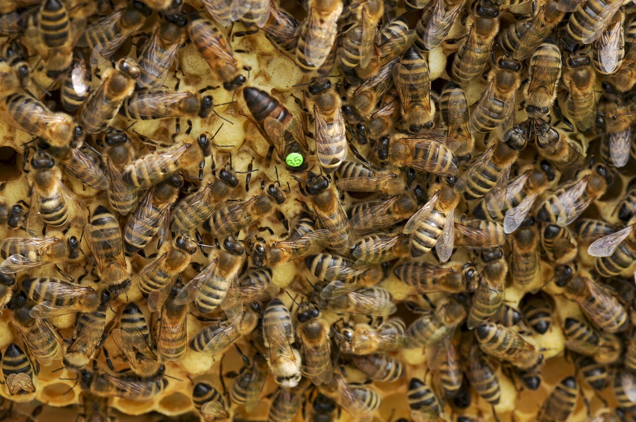 You are currently viewing Der Bienenstaat einer Honigbiene