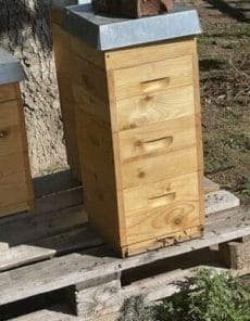 Bienenpatenschaft