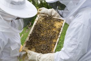 Read more about the article Winterfutter für die Bienen