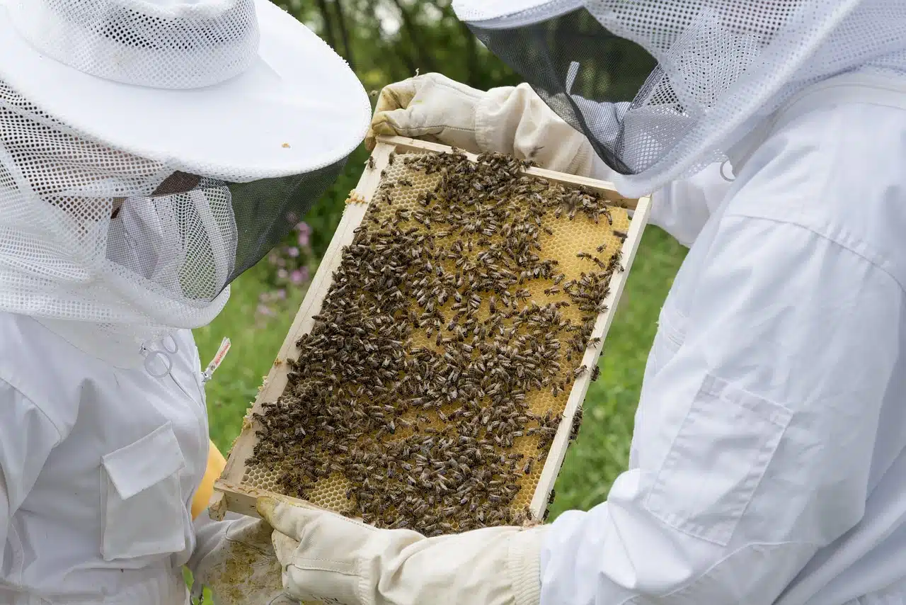 Du betrachtest gerade Winterfutter für die Bienen